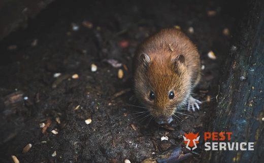 Дератизация в Кирове